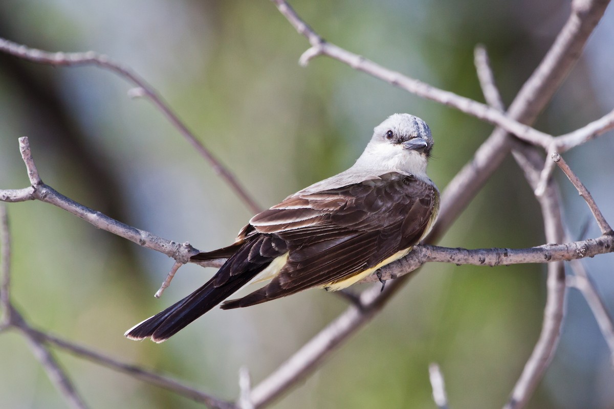 Western Kingbird - ML628446148