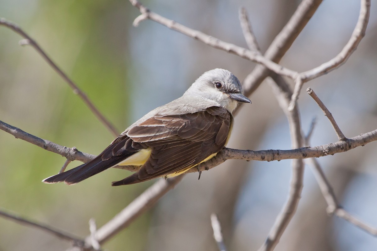 Western Kingbird - ML628446149