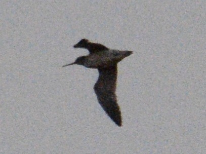 shorebird sp. - ML628446259