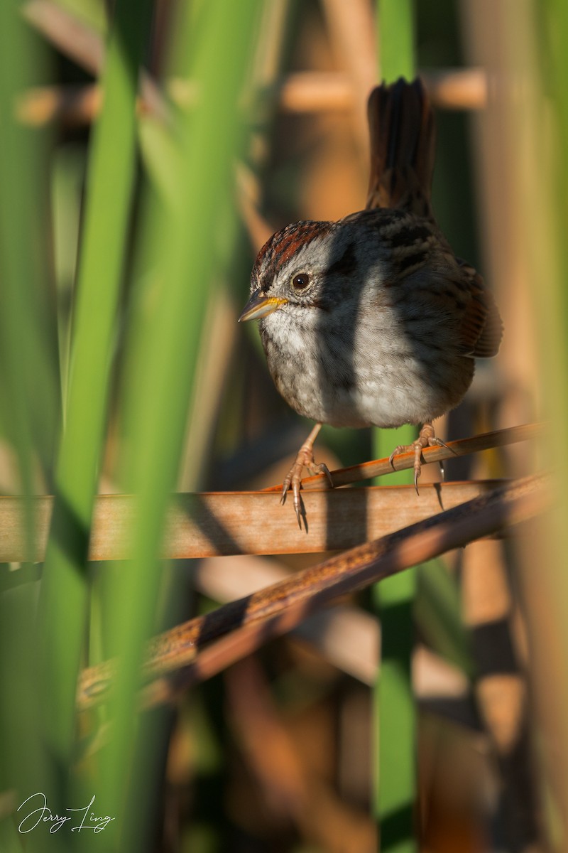 Swamp Sparrow - ML628446363