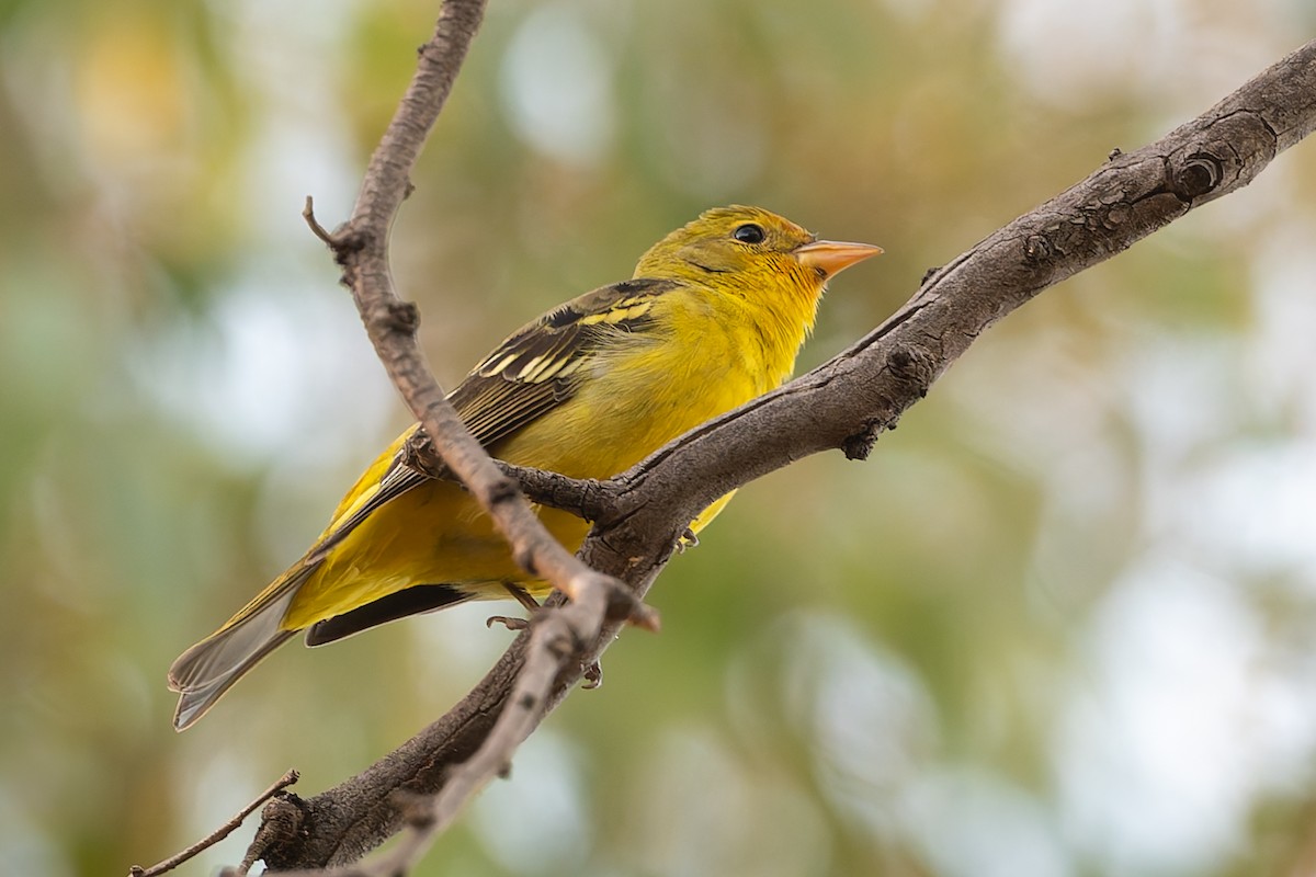 Western Tanager - ML628446433