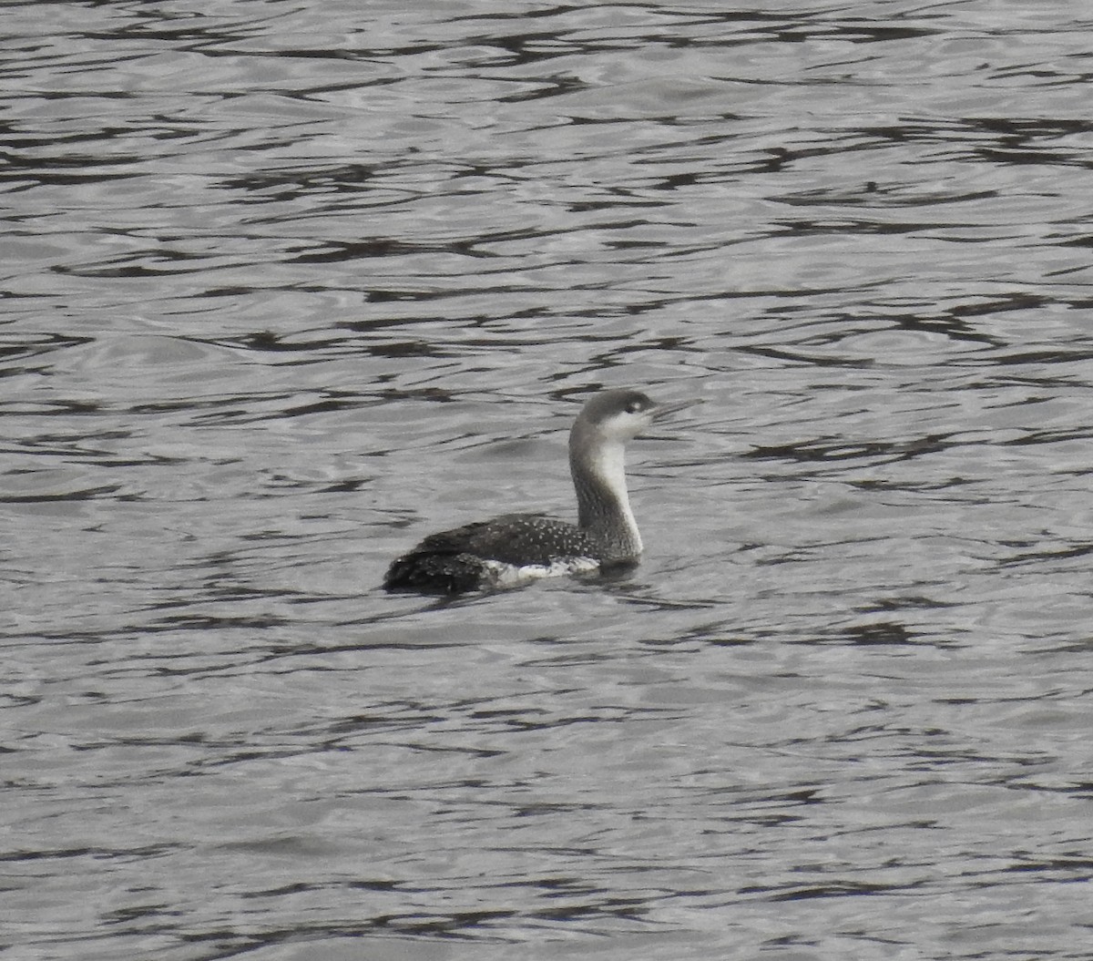 potáplice malá - ML628446467