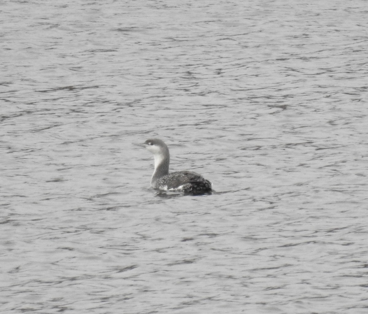 potáplice malá - ML628446561