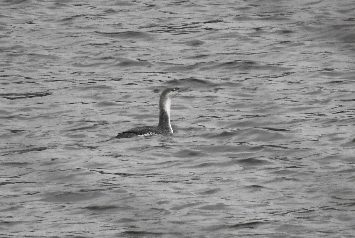 potáplice malá - ML628446576