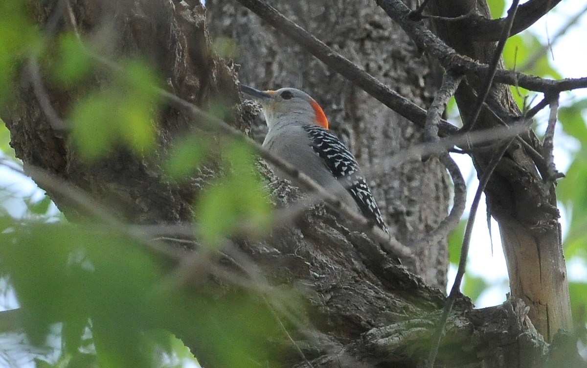 Red-bellied Woodpecker - ML628446610