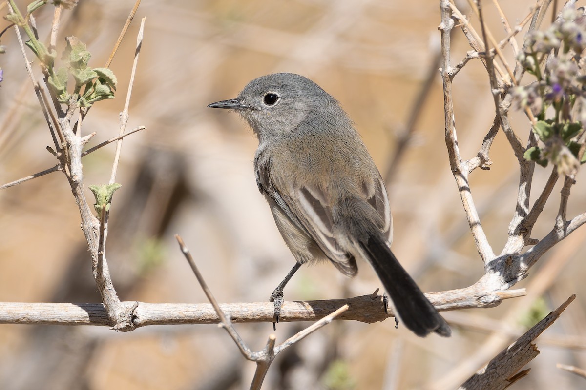 Black-tailed Gnatcatcher - ML628446692