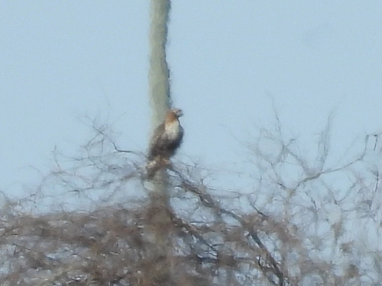 Buteo sp. - ML628446796