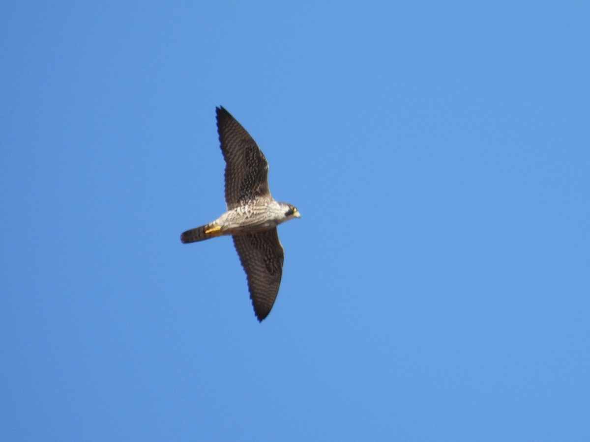 Peregrine Falcon - ML628446807