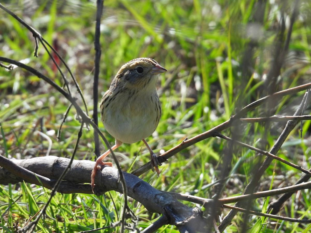 LeConte's Sparrow - ML628446822