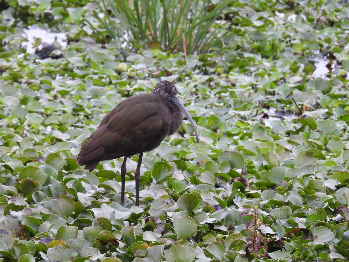 White-faced Ibis - ML628446858