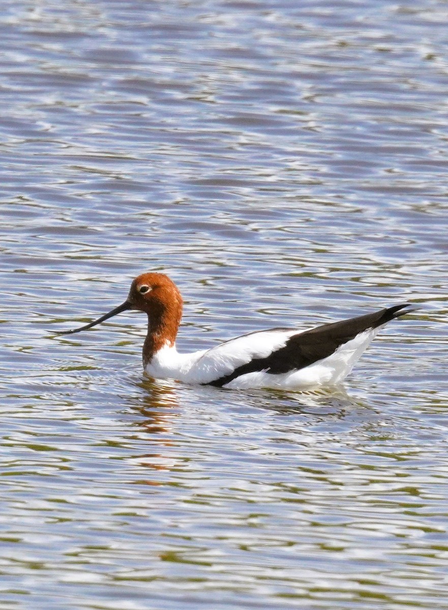 Red-necked Avocet - ML628446871