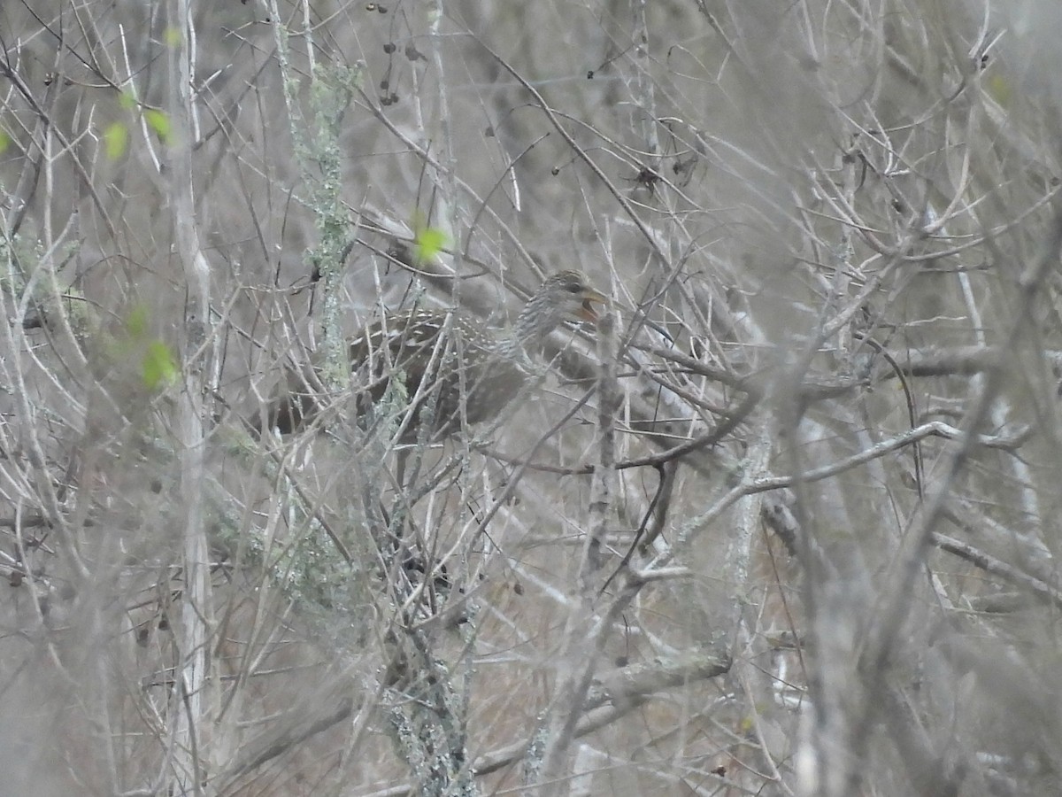 Limpkin - ML628446887