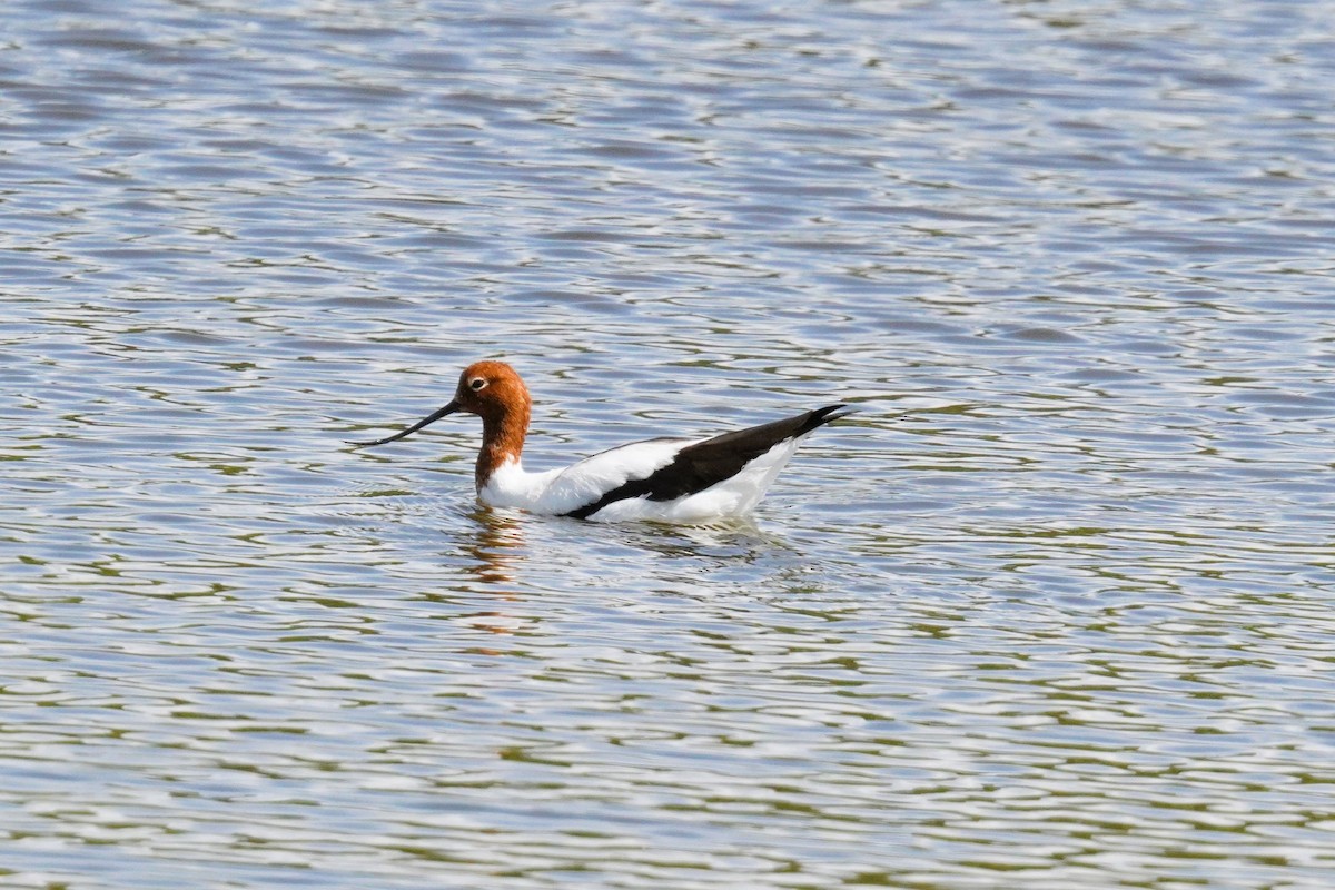 Red-necked Avocet - ML628446889