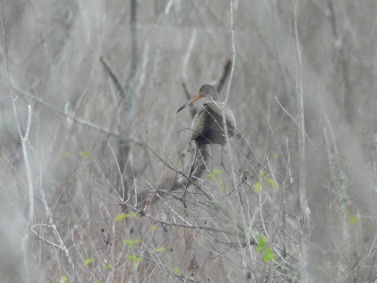 Limpkin - ML628446891