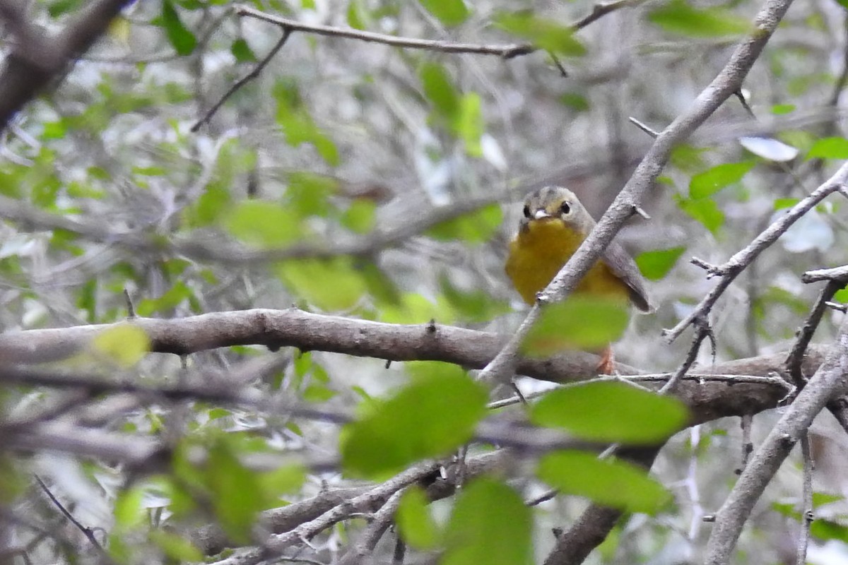 Golden-crowned Warbler - ML628446978