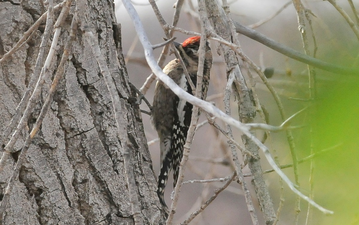 Yellow-bellied Sapsucker - ML628447029