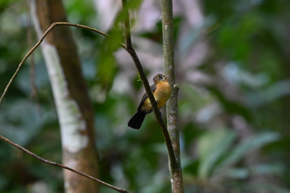 Sulphur-rumped Flycatcher - ML628447357