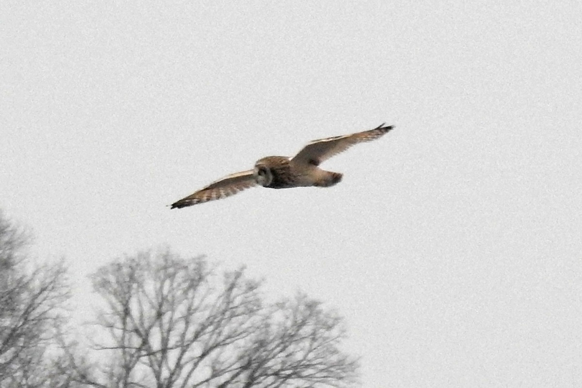 Short-eared Owl - ML628447415