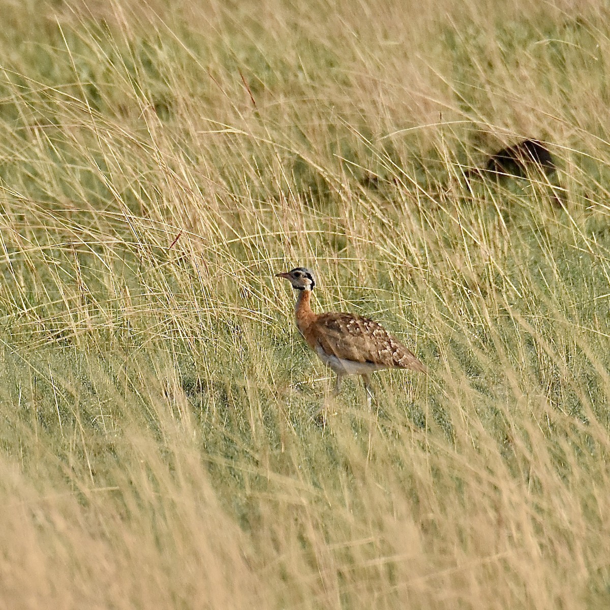 White-bellied Bustard (Barrow's) - ML628447585