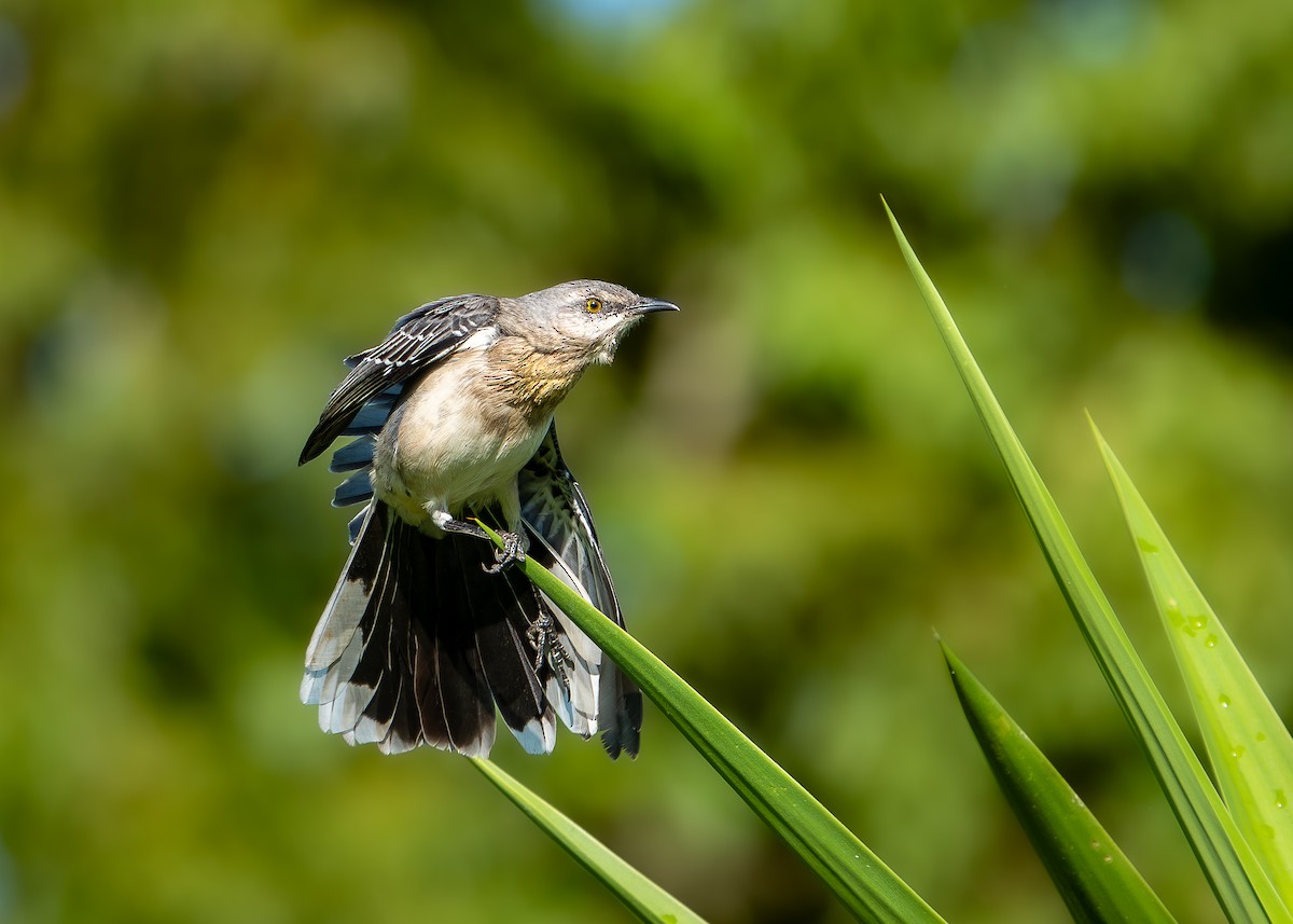 Tropical Mockingbird - ML628447754