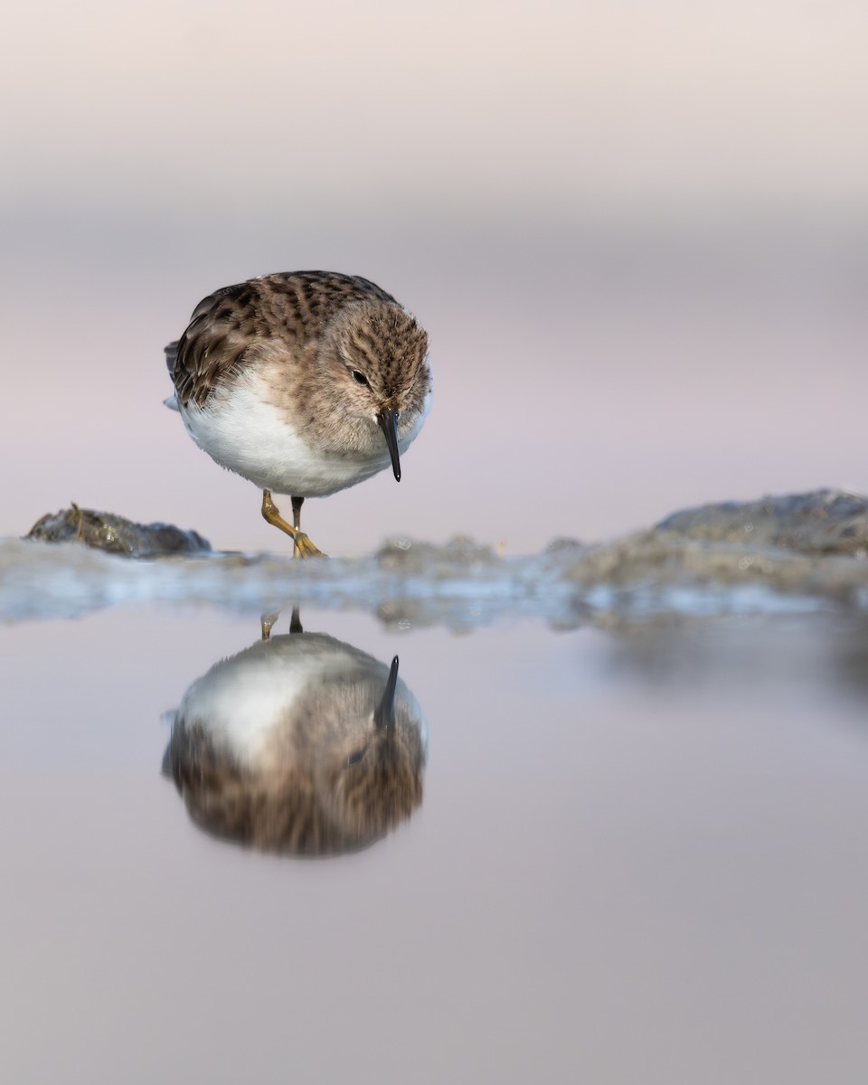Least Sandpiper - ML628447857