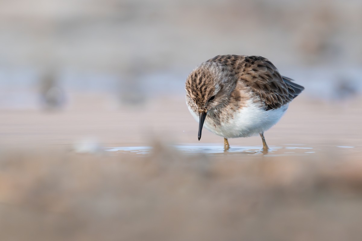 Least Sandpiper - ML628447858