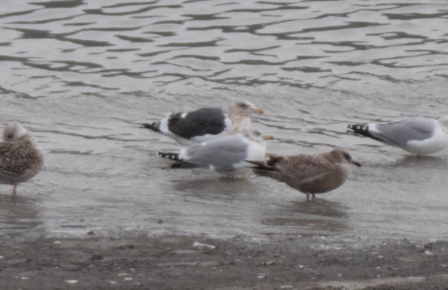 Slaty-backed Gull - ML628448053