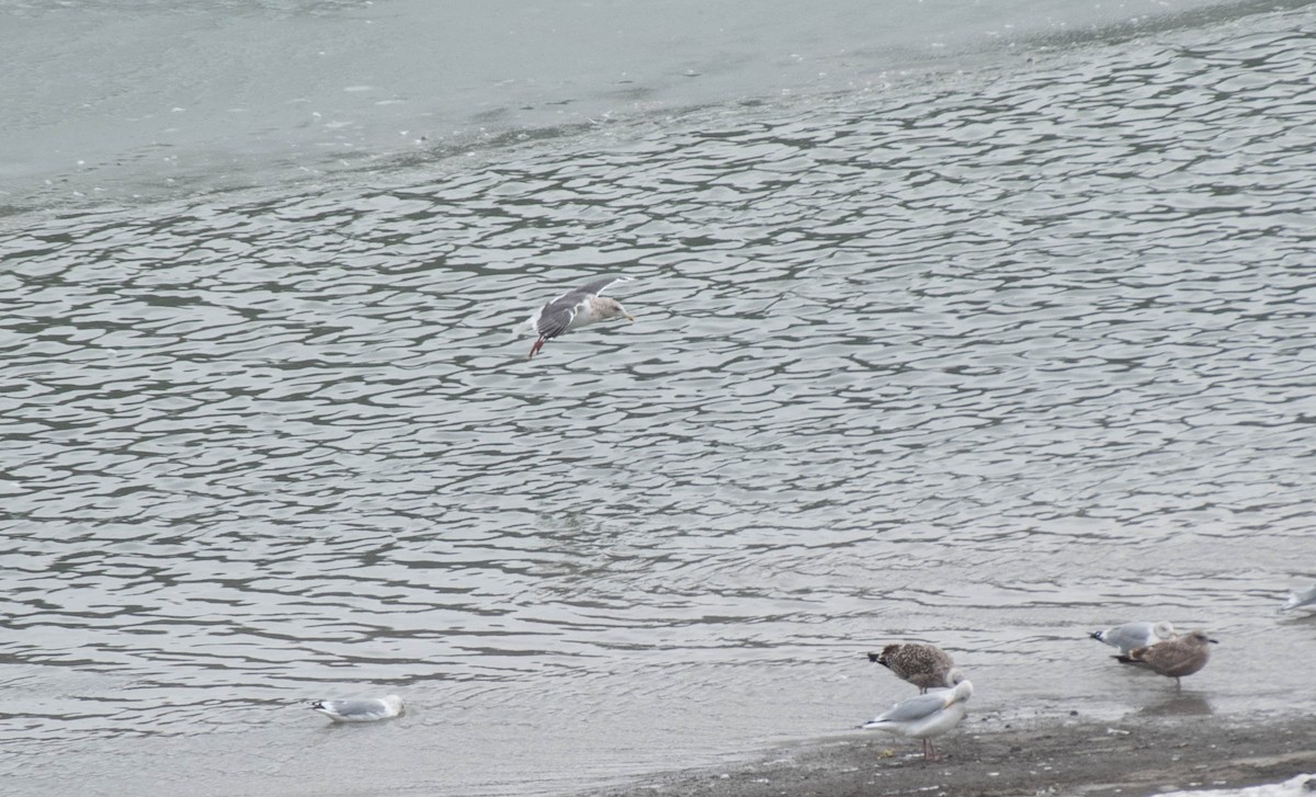 Slaty-backed Gull - ML628448054
