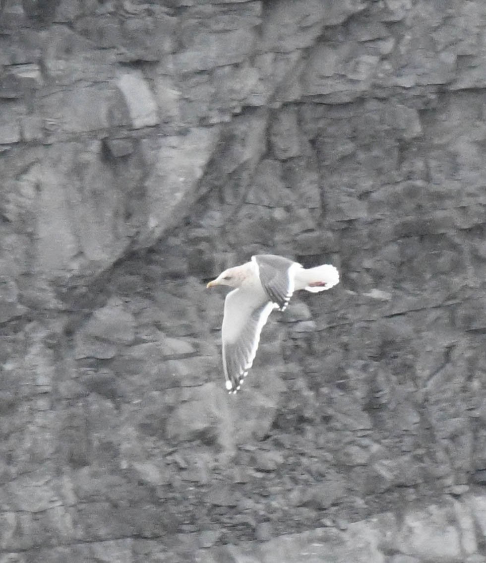 Slaty-backed Gull - ML628448055