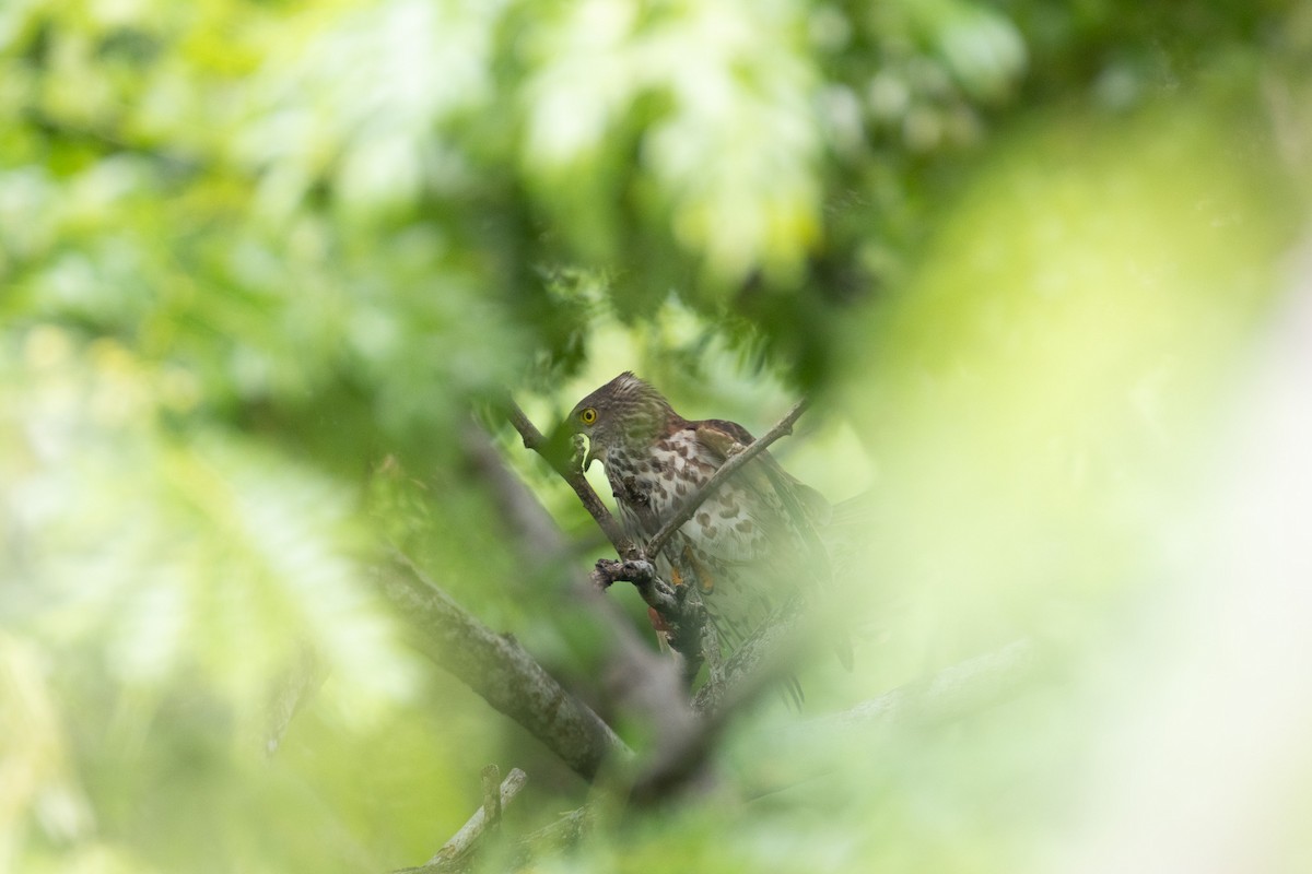 Fiji Goshawk - ML628448552