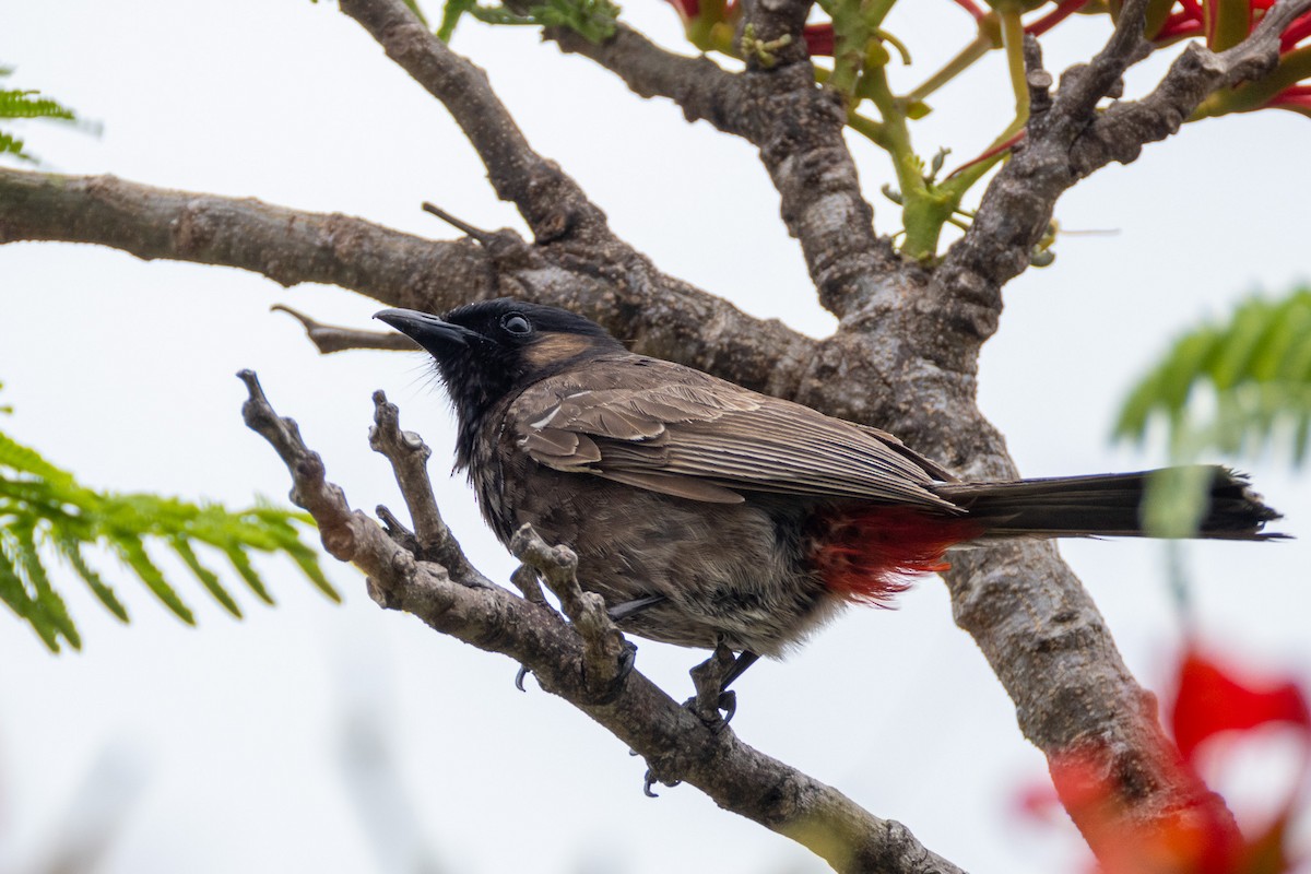 Red-vented Bulbul - ML628448850