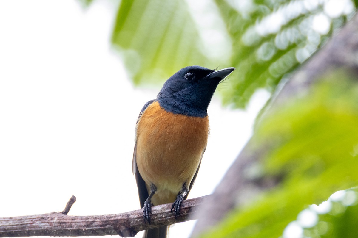 Vanikoro Flycatcher - ML628448854