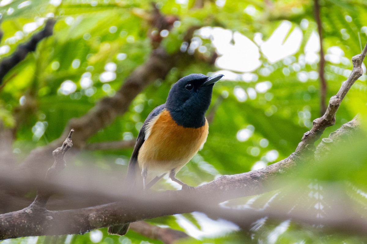 Vanikoro Flycatcher - ML628448855