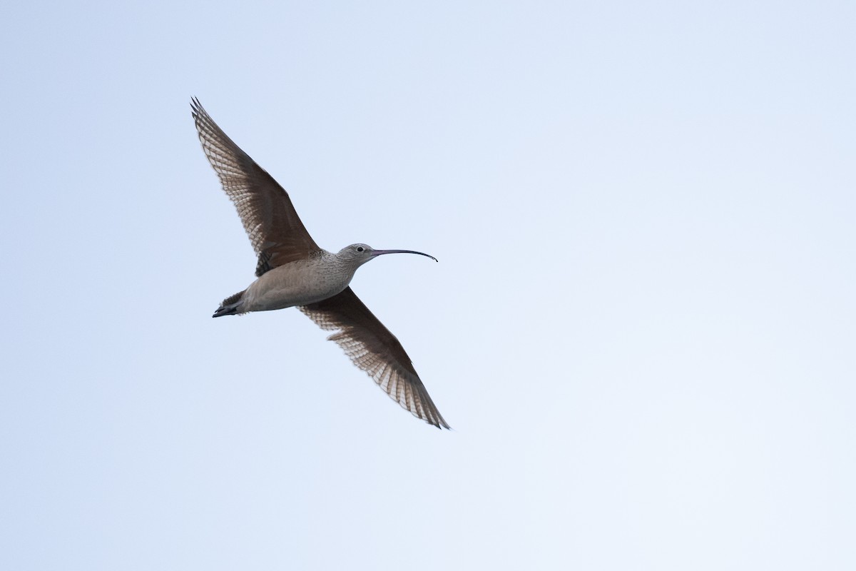Long-billed Curlew - ML628449191