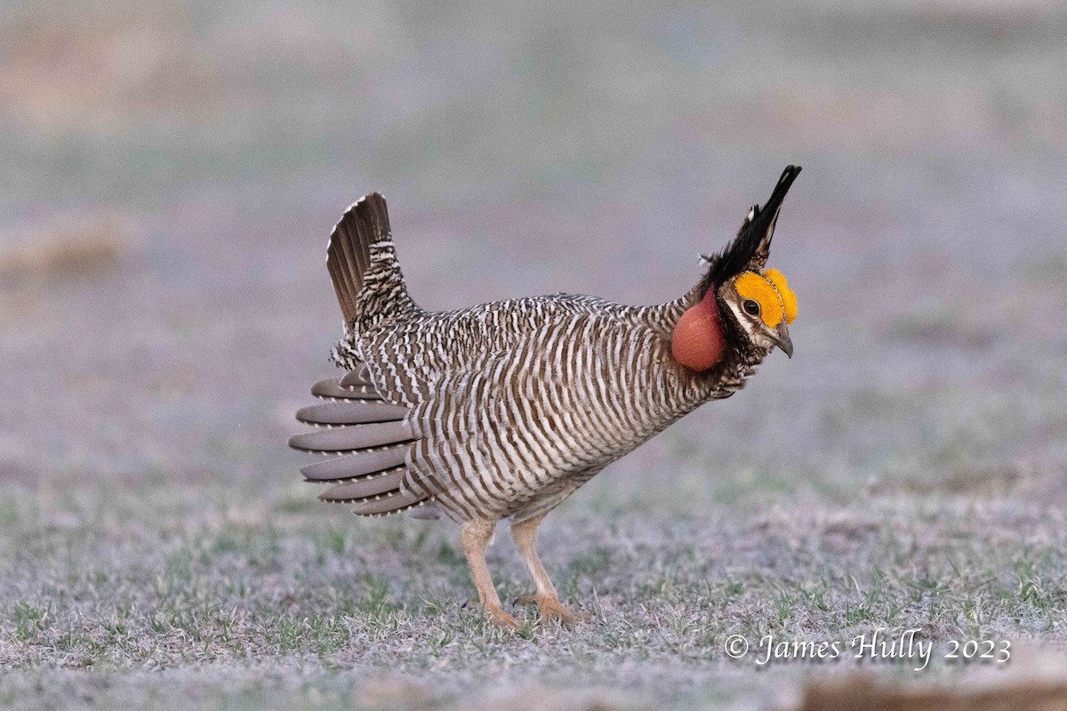 Lesser Prairie-Chicken - ML628449214