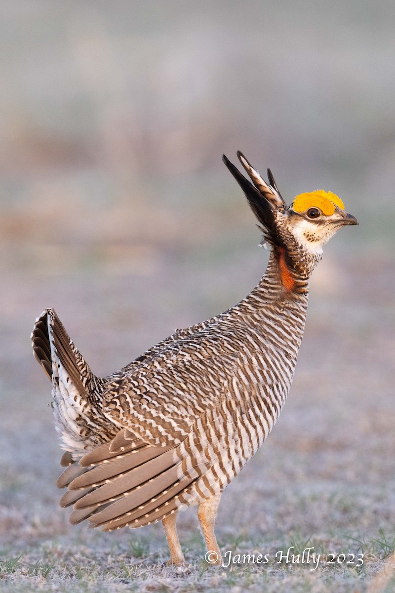 Lesser Prairie-Chicken - ML628449215