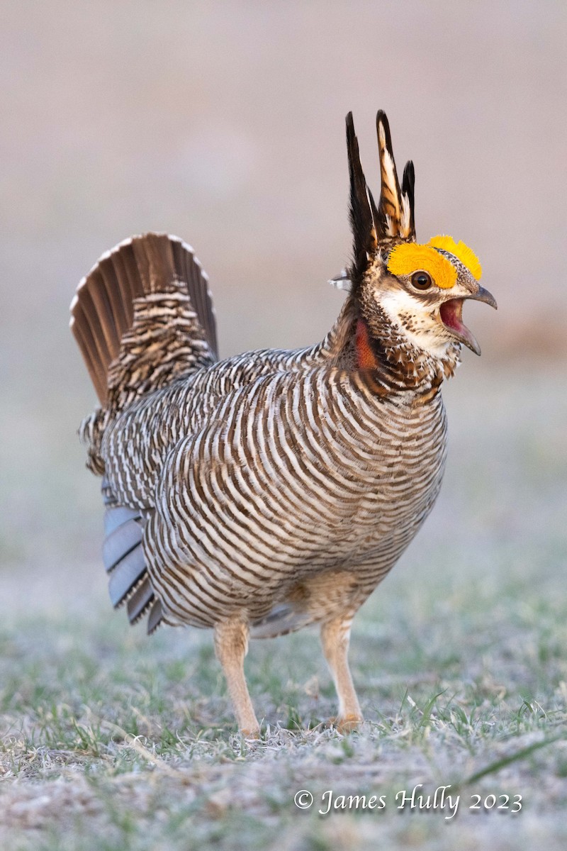 Lesser Prairie-Chicken - ML628449216