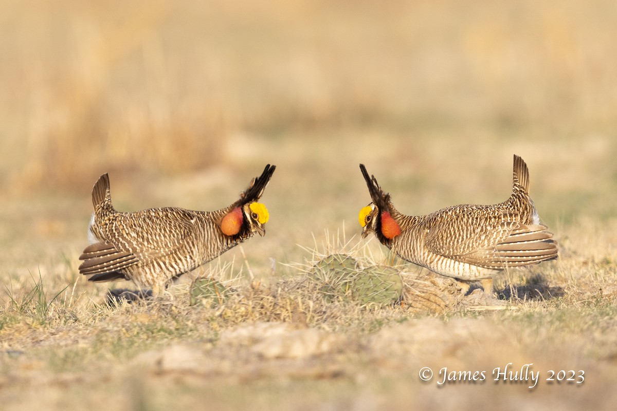 Greater Prairie-Chicken - ML628449275