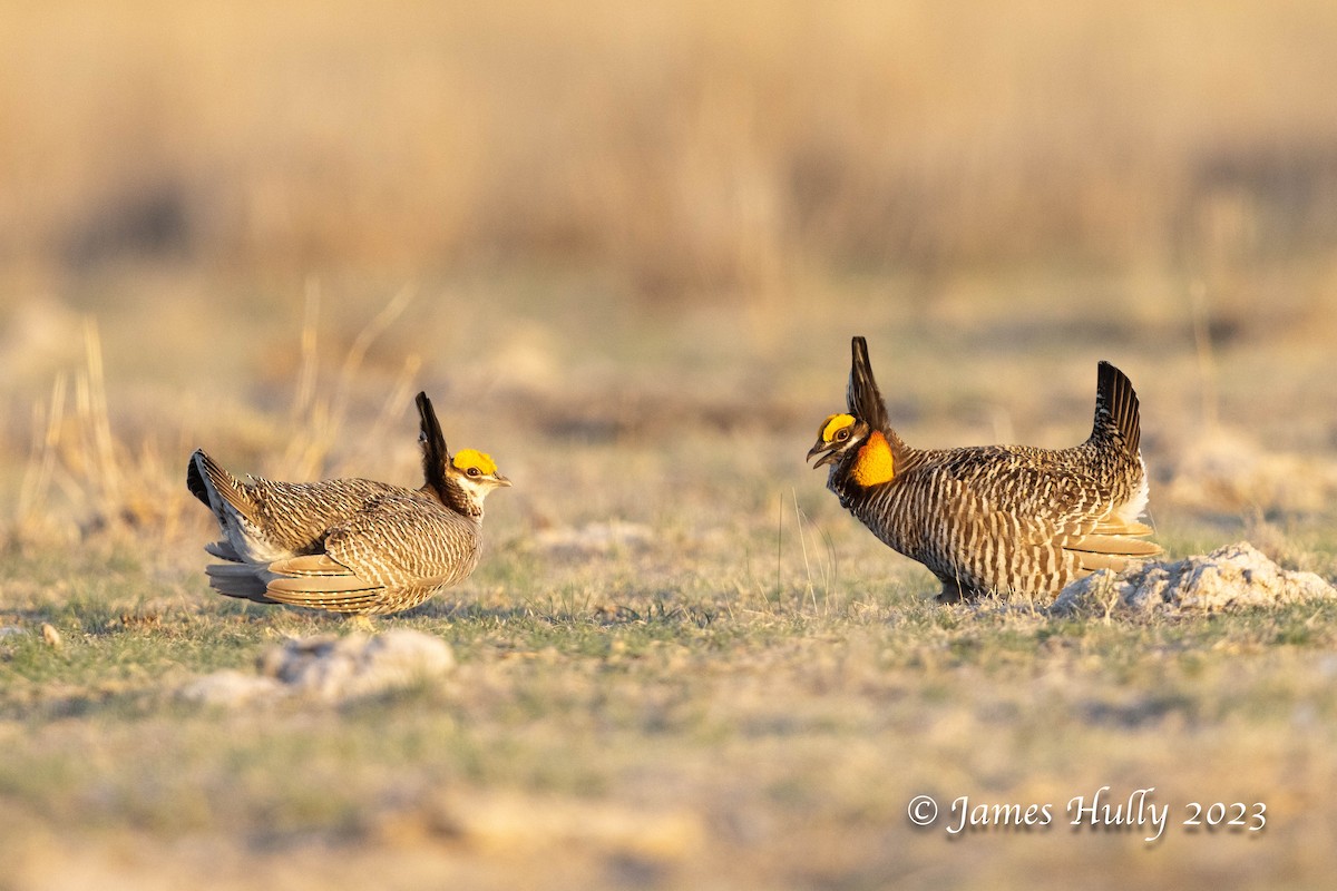 Greater Prairie-Chicken - ML628449281