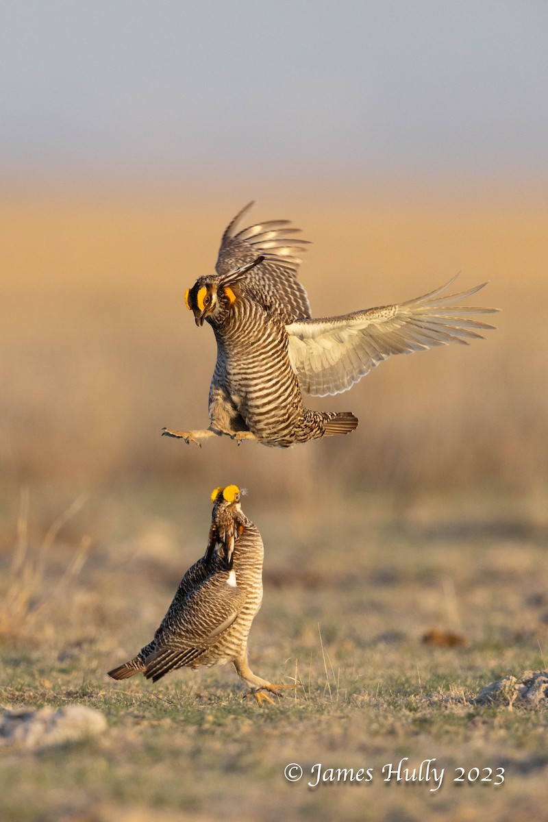 Greater Prairie-Chicken - ML628449282