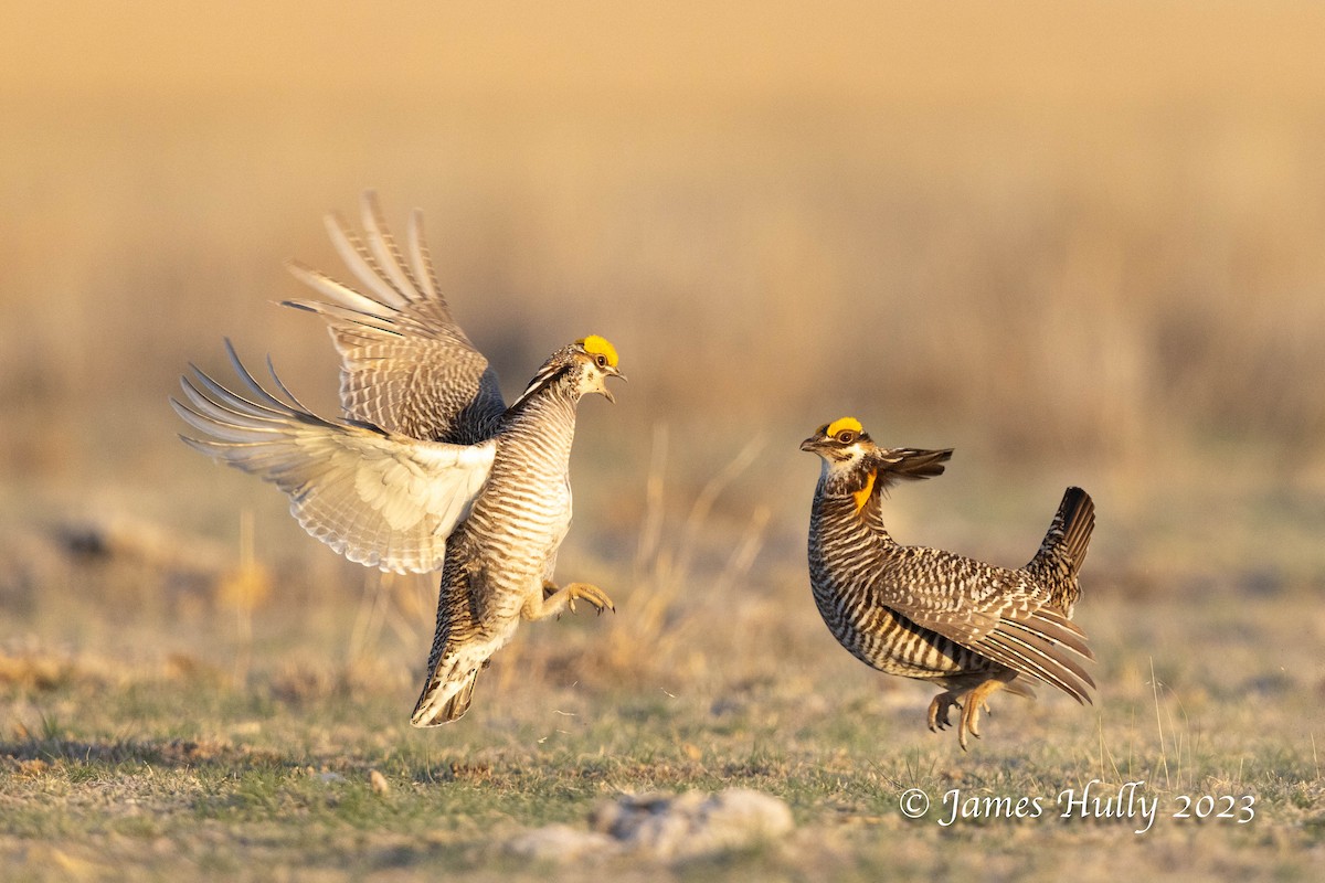 Greater Prairie-Chicken - ML628449283