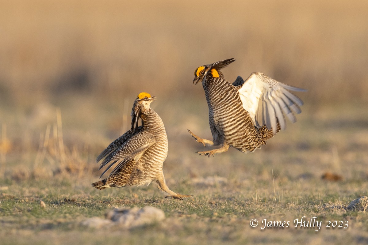 Greater Prairie-Chicken - ML628449284