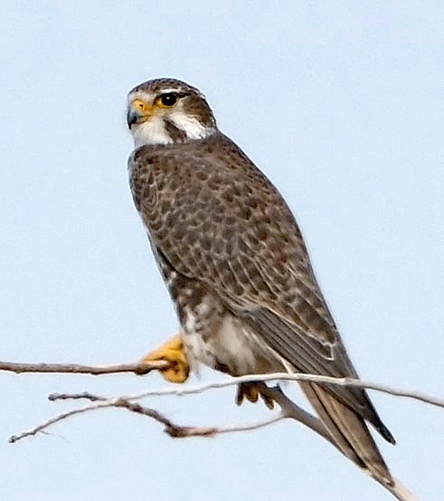 Prairie Falcon - ML628449285