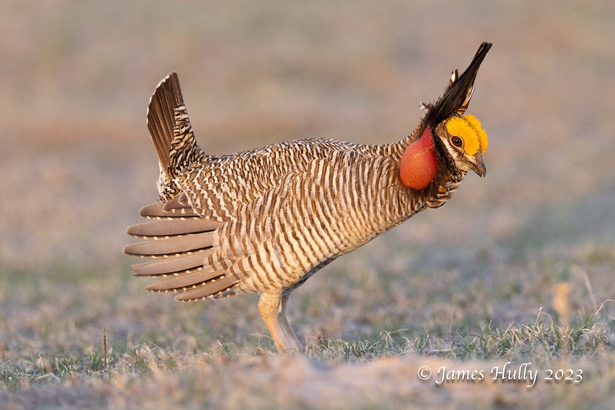 Lesser Prairie-Chicken - ML628449290