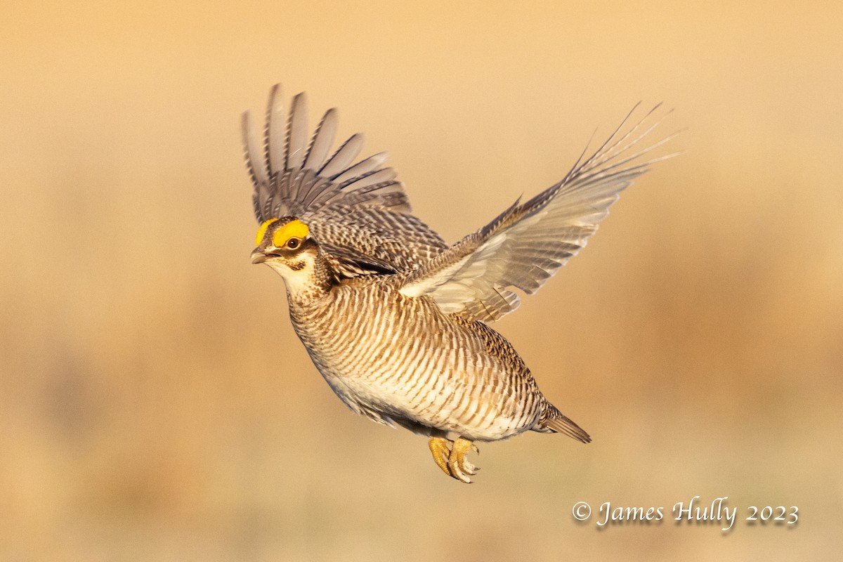 Lesser Prairie-Chicken - ML628449294