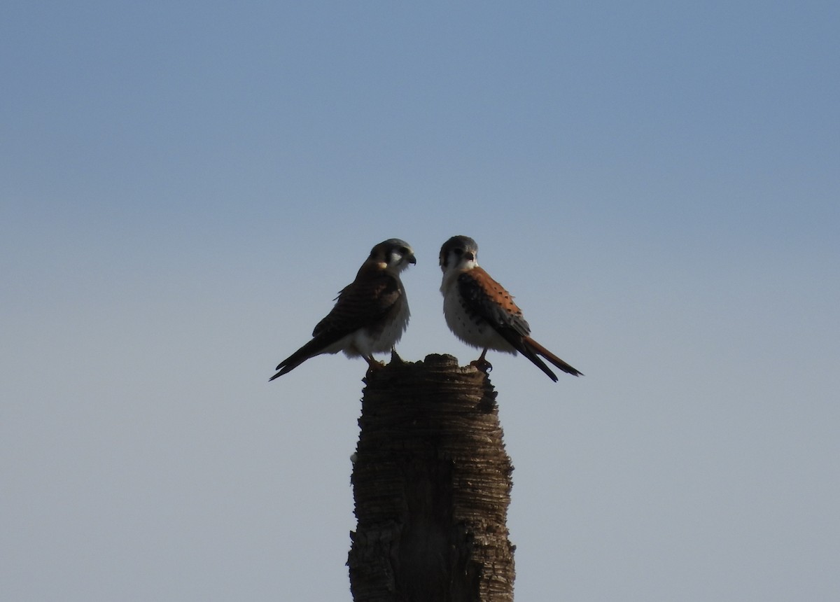 American Kestrel - ML628449299