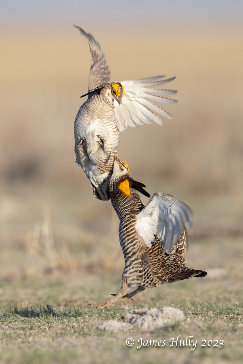 Greater Prairie-Chicken - ML628449300