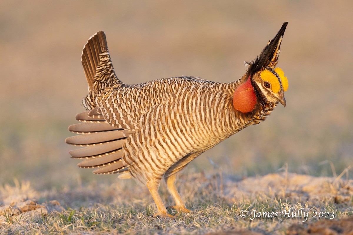 Lesser Prairie-Chicken - ML628449323