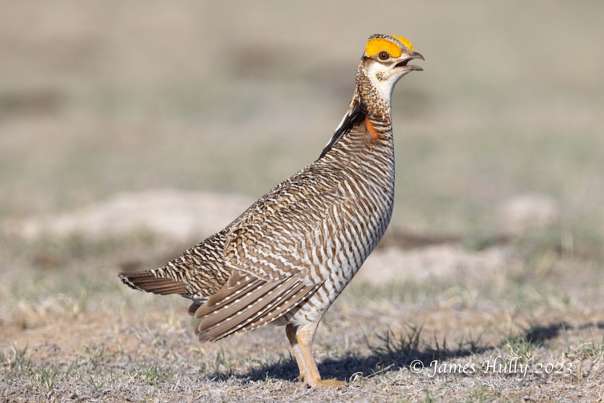 Lesser Prairie-Chicken - ML628449335