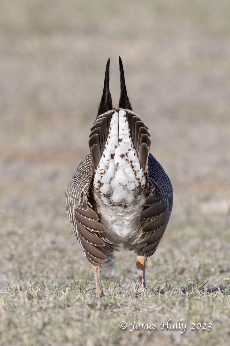 Lesser Prairie-Chicken - ML628449336